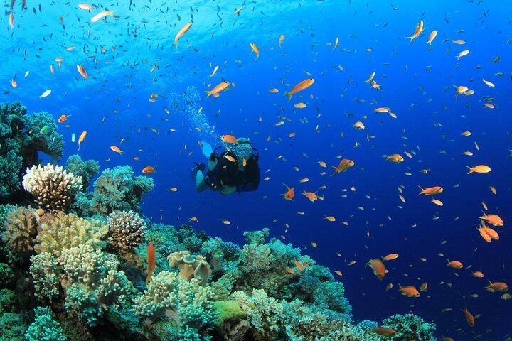 3 Fun Dives in Phi Phi islands for Certified Divers