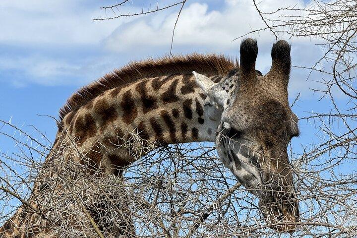 Tanzania 7-Day All-Inclusive Wildlife Safari