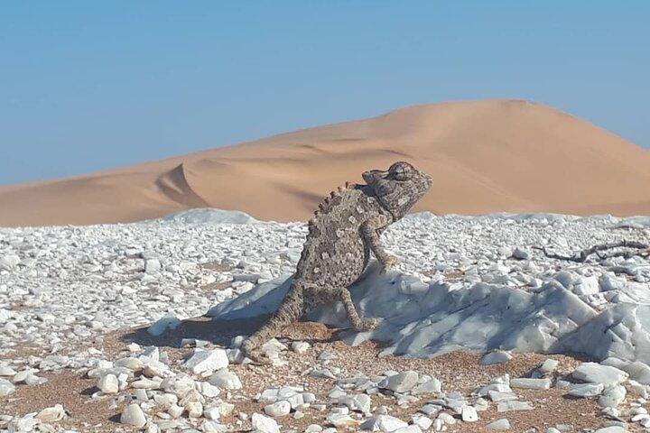 Namib Desert Walk