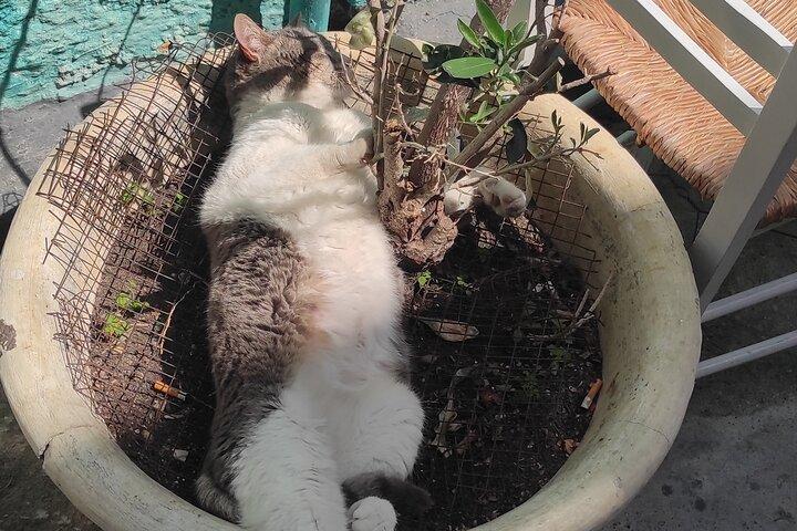 Aegina Town Cat lovers tour