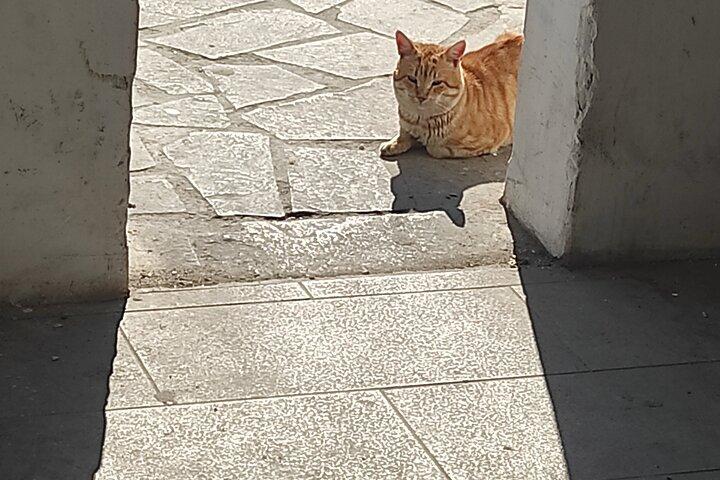Aegina Town Cat lovers tour