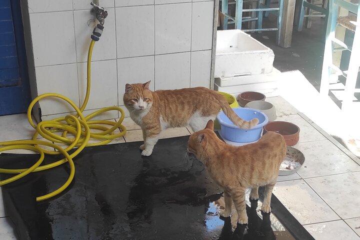 Aegina Town Cat lovers tour