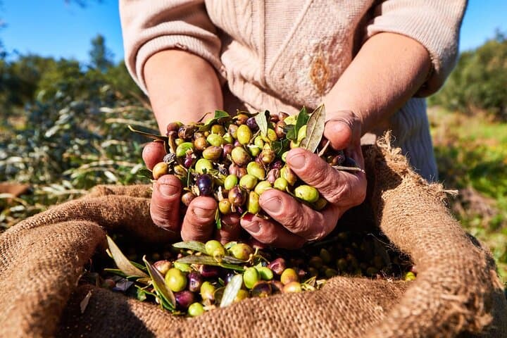 Full-Day Private Tour Corinth and Olive Oil Tasting from Athens