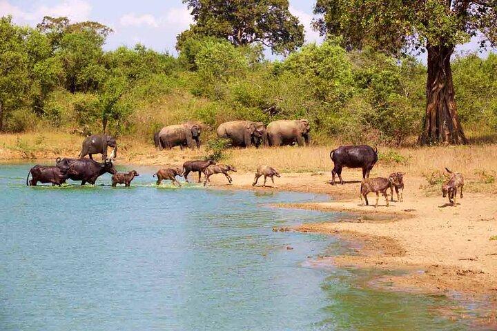 Udawalawa National Park All Inclusive Safari Tour from Hambantota