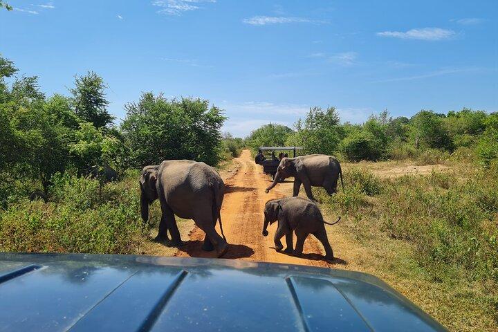 Udawalawa National Park All Inclusive Safari Tour from Hambantota