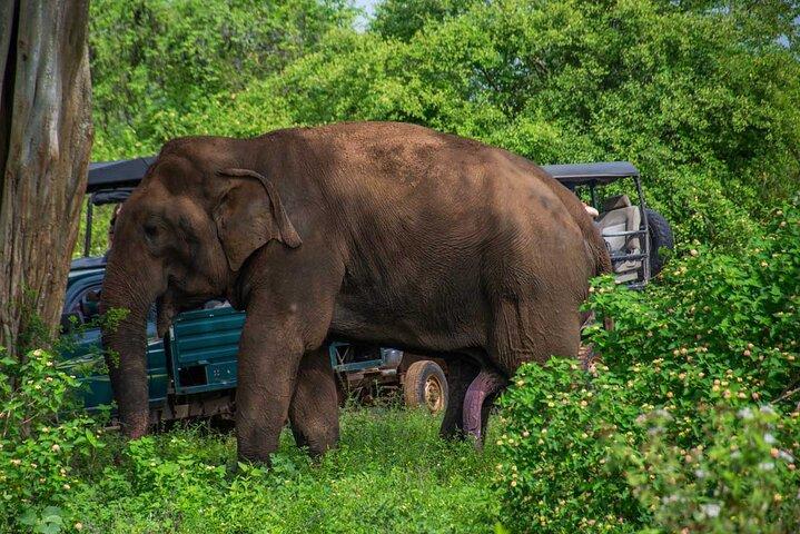 Udawalawa National Park All Inclusive Safari Tour from Hambantota