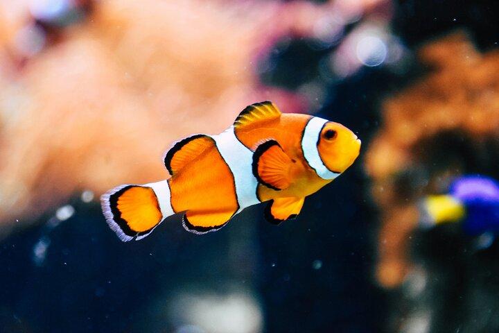 Aquaria KLCC Admission Ticket with One-Way or Round-Trip Transfer