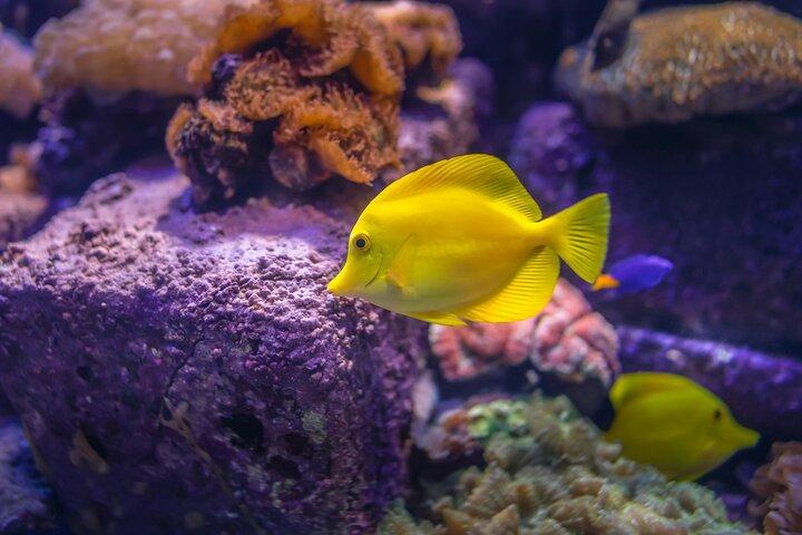 Aquaria KLCC Admission Ticket with One-Way or Round-Trip Transfer