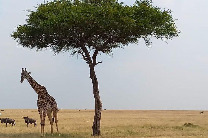 3 Days Masai Mara Experience