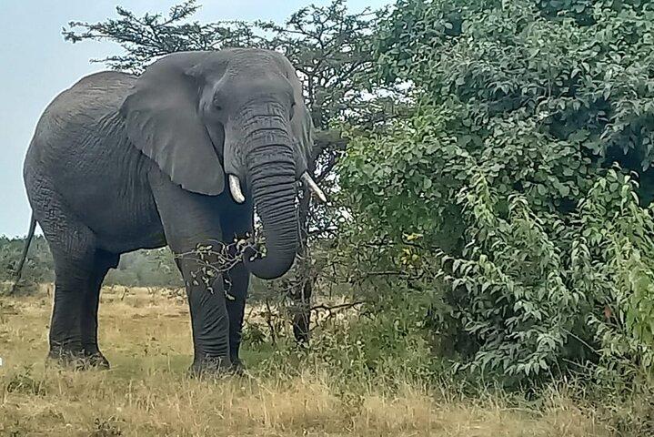3 Days Masai Mara Experience