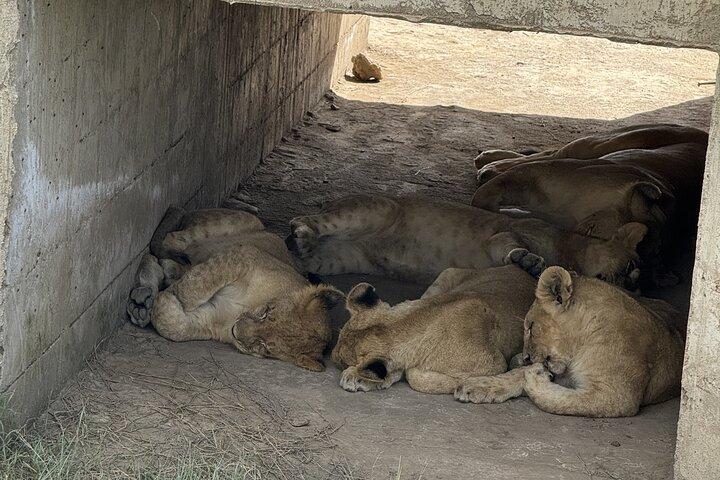 Tanzania 7-Day All-Inclusive Wildlife Safari
