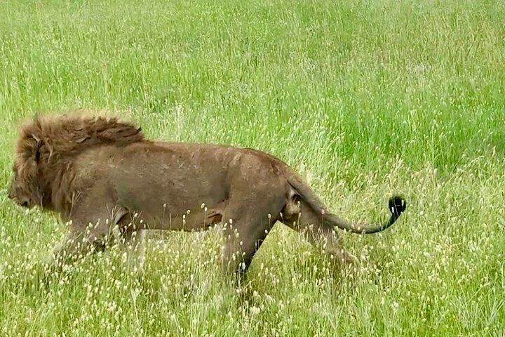 Tanzania 7-Day All-Inclusive Wildlife Safari