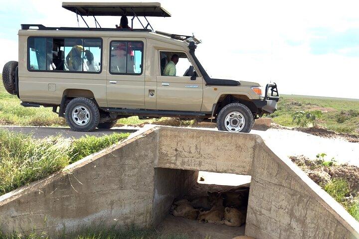Tanzania 7-Day All-Inclusive Wildlife Safari