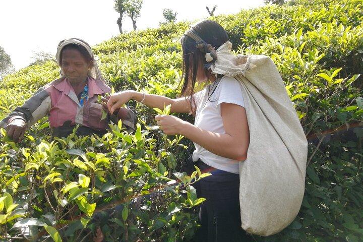 Ella's Ceylon Tea Plantation and Factory Tour