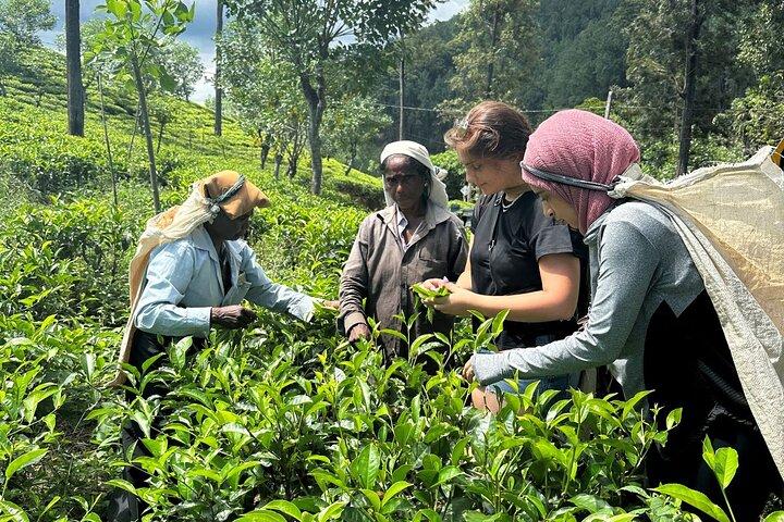 Ella's Ceylon Tea Plantation and Factory Tour