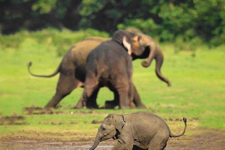 Minneriya National Park Safari [private , full package]