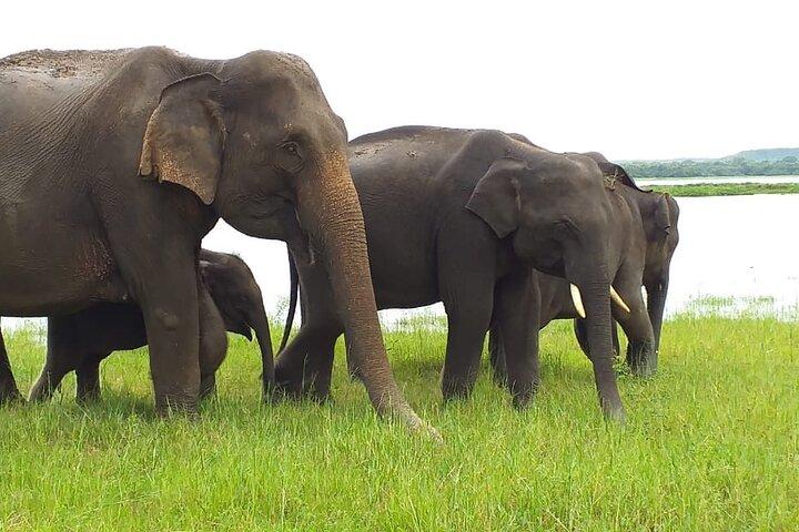 Minneriya National Park Safari [private , full package]