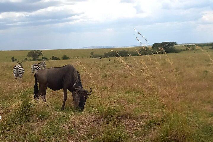 3 Days Masai Mara Experience