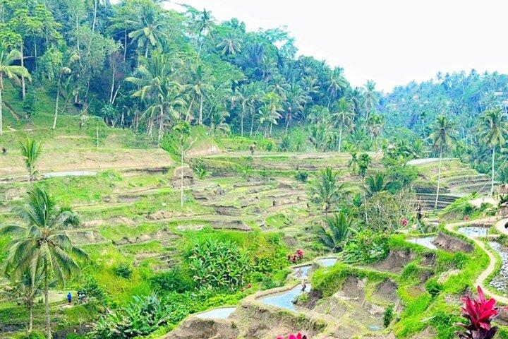Bali Ubud Tour Monkey Forest, Rice Terrace, Swing, Waterfall, etc