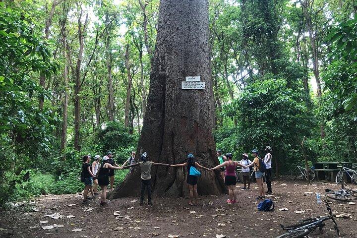 Moshi City and Rau Forest Walking Tour