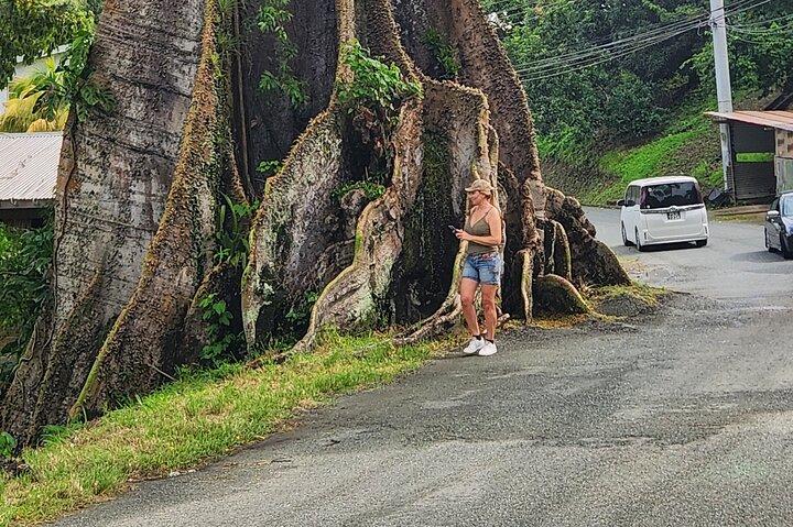 Half Day Tobago Tours with Transfers