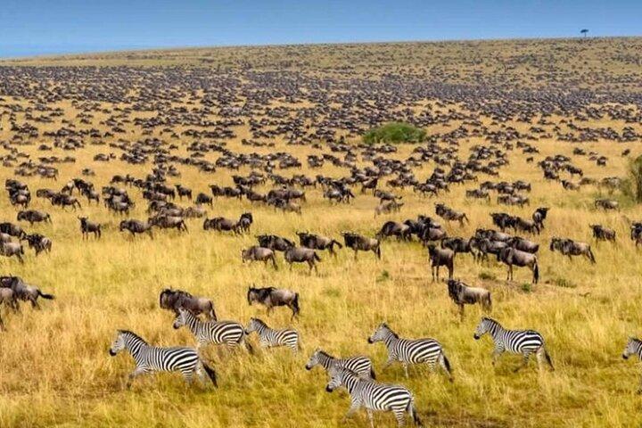8 Day Safari Tour of Kenya and Tanzania from Nairobi