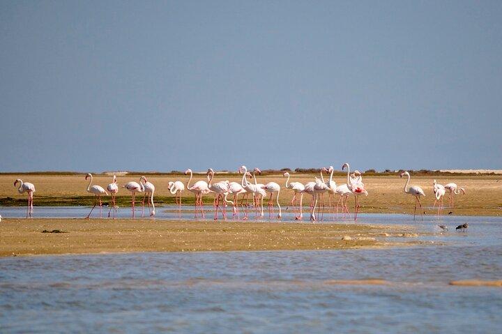 Birdwatching in Ria Formosa - Eco Boat Tour from Faro