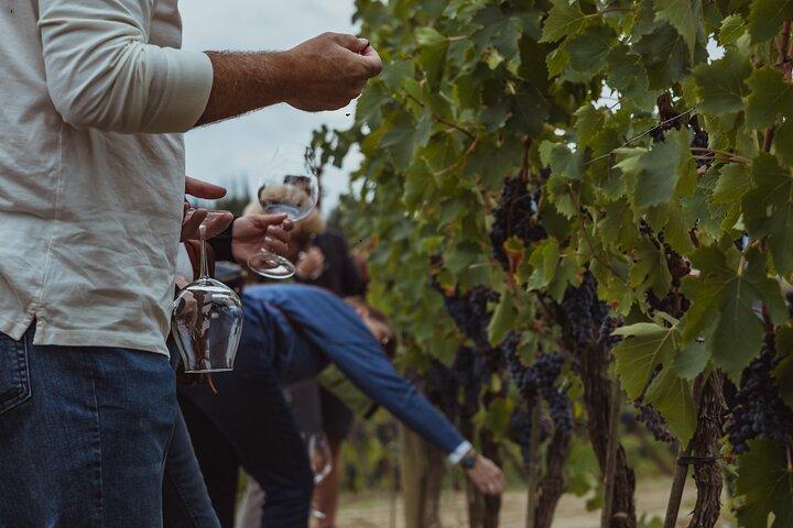 Brunello di Montalcino Wine Tour of 2 Wineries with Pairing Lunch