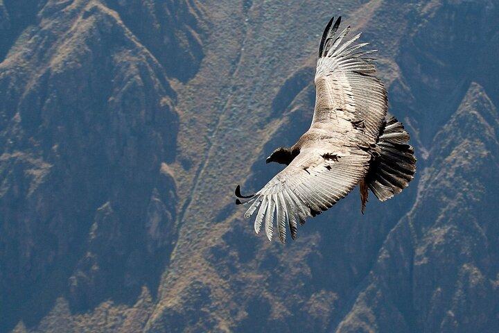 From Arequipa: Conventional 2-Day Colca Canyon Tour
