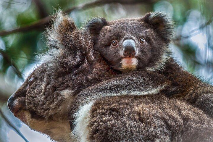 CRUISE SHIP Wildlife Tour