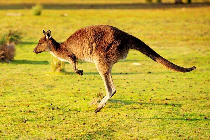 CRUISE SHIP Wildlife Tour