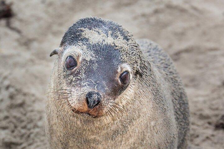 CRUISE SHIP Wildlife Tour