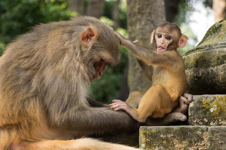Kathmandu 7 UNESCO World Heritage Sites Private Full-Day Tour