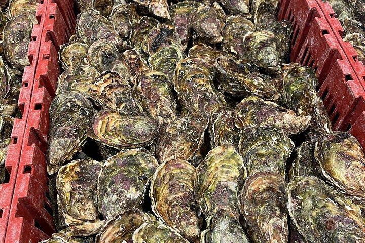 Oyster Farm, Ston and Winery Tour