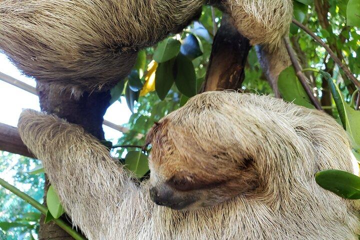 Roatan Excursion, Monkey and Sloth with Chocolate and Rum Tasting