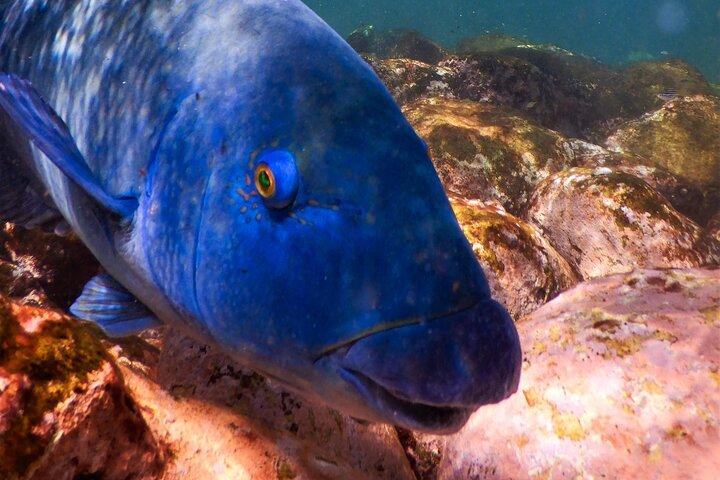 Private Snorkeling Tour In Sydney's Marine Reserve