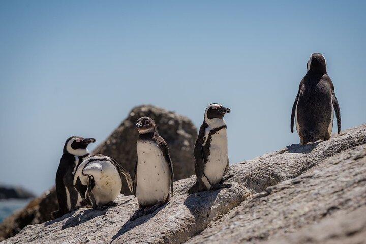 Cape Point and Penguin Adventure Guided Scenic Tour