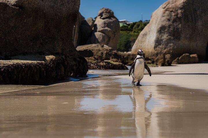 Cape Point and Penguin Adventure Guided Scenic Tour