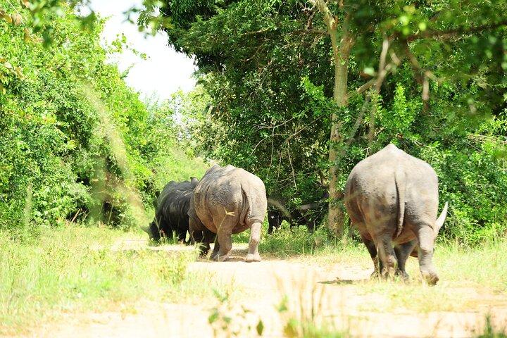 3 Day Murchison Falls Big 5 and Rhino Safari