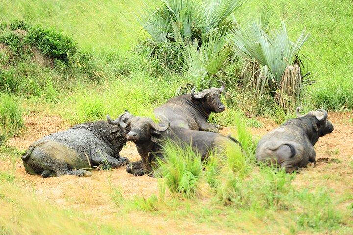 3 Day Murchison Falls Big 5 and Rhino Safari