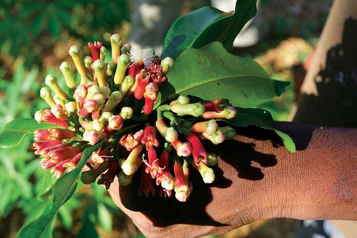 Spice Farm Tour -Half Day