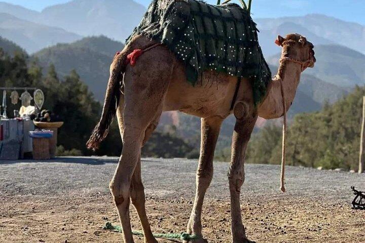 Marrakech: Ourika Valley, Atlas Mountains, Waterfall & Lunch