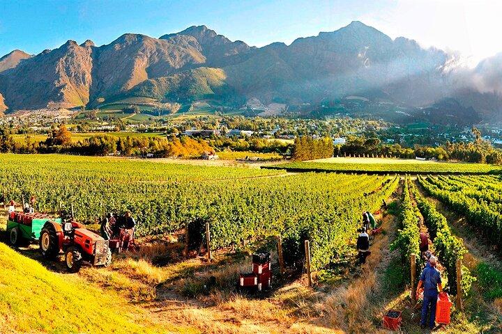 Wine Tour at Stellenbosch, Franschhoek, and Paarl