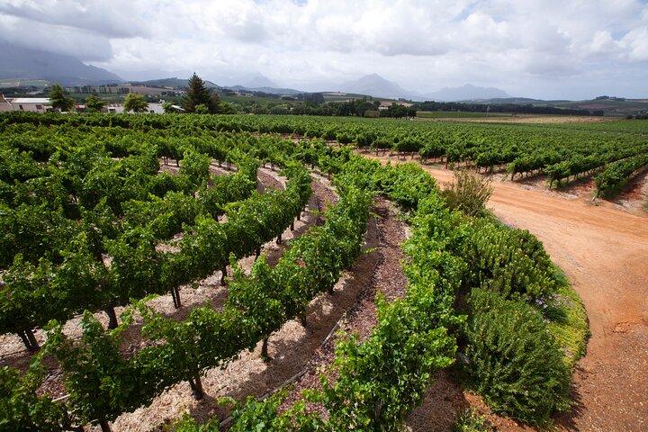 Wine Tour at Stellenbosch, Franschhoek, and Paarl