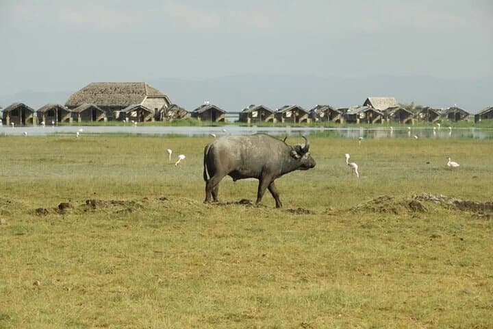 Nairobi national park game drive