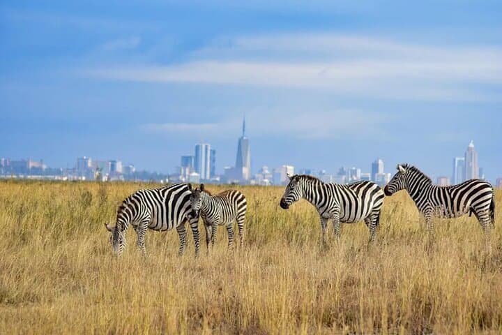 Nairobi national park game drive