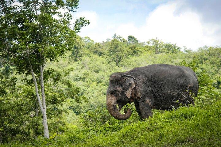 An Afternoon with the Elephants at Phuket Elephant Sanctuary