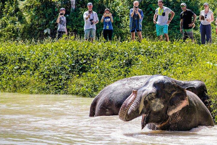 An Afternoon with the Elephants at Phuket Elephant Sanctuary