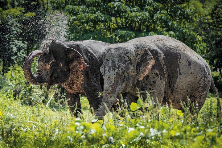 An Afternoon with the Elephants at Phuket Elephant Sanctuary