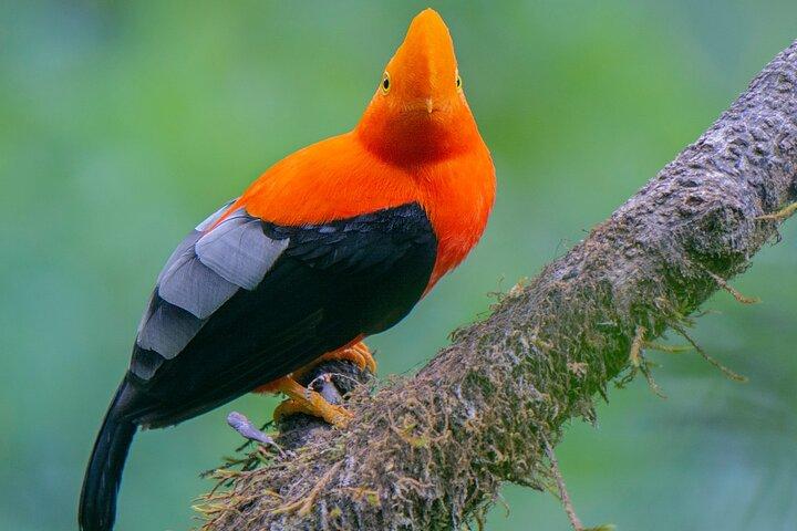Mindo Cloud Forest Day Trip from Quito